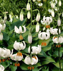 Ľalia Martagon Snowy Morning - Lilium martagon - cibuľoviny - 1 ks