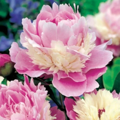 Pivónia Sorbet - Paeonia - cibuľoviny - 1 ks