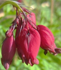 Srdcovka formosa Bacchannal - Dicentra formosa - cibuľoviny - 1 ks