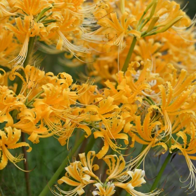 Pavúčia ľalia - Lycoris aurea - cibuľoviny - 1 ks