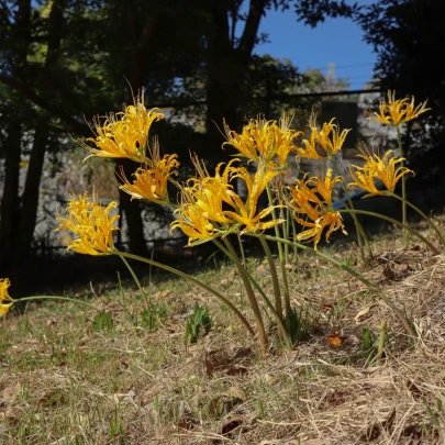 Pavúčia ľalia - Lycoris aurea - cibuľoviny - 1 ks