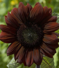 Slnečnica ročná Claret - Helianthus annuus - semená - 10 ks
