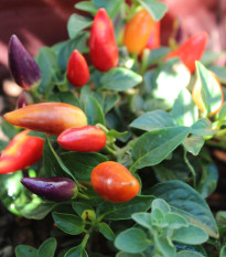 Chilli Rainbow fire - Capsicum frutescens - semená - 6 ks