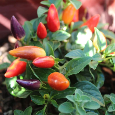 Chilli Rainbow fire - Capsicum frutescens - semená - 6 ks