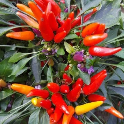 Chilli Rainbow fire - Capsicum frutescens - semená - 6 ks