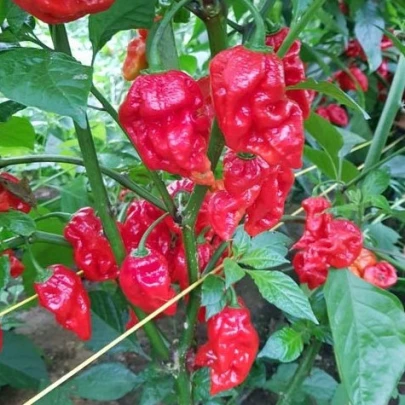 Chilli Apocalypse Red - Capsicum chinense - semená - 5 ks