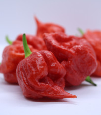 Chilli Apocalypse Red - Capsicum chinense - semená - 5 ks