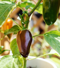 Chilli Jalapeno Brown - Capsicum annuum - semená - 5 ks