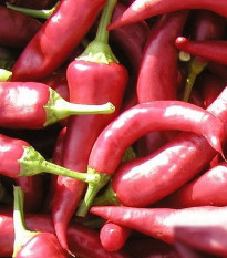 Paprika Žitava - Capsicum annuum - semená - 30 ks