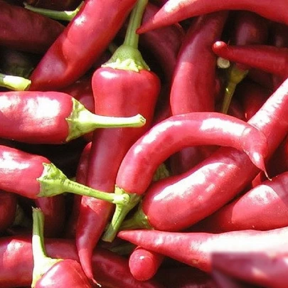 Paprika Žitava - Capsicum annuum - semená - 30 ks