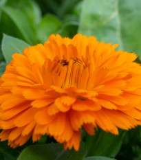 Nechtík lekársky Bon Bon oranžový - Calendula officinalis - semená - 20 ks