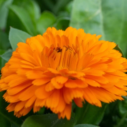 Nechtík lekársky Bon Bon oranžový - Calendula officinalis - semená - 20 ks