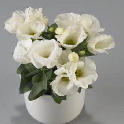 Eustoma Carmen Ivory F1 - Eustoma grandiflorum - semená - 12 ks