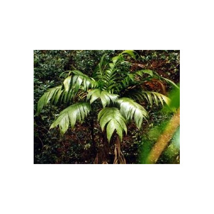 Palma mexická - Geonomma Interrupta - semená - 5 ks