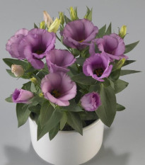 Eustoma Lilac F1 - Eustoma grandiflorum - semená - 12 ks