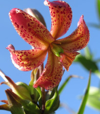 Ľalia Martagon Manitoba - Lilium - cibuľoviny - 1 ks