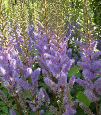 Astilba Pumila - Astilbe - cibuľoviny - 1 ks