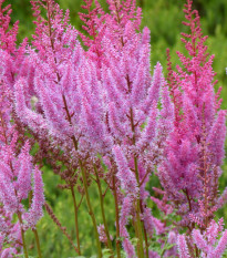 Astilba čínska ružová - Astilbe chinensis var. pumila - semená - 10 ks