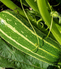 Cuketa Bush Baby F1 Marrow - Cucurbita pepo - semená - 6 ks