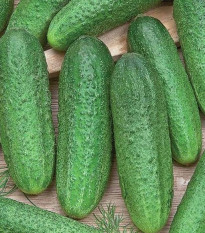 Uhorka Profi F1 - Cucumis sativus - semená - 15 ks