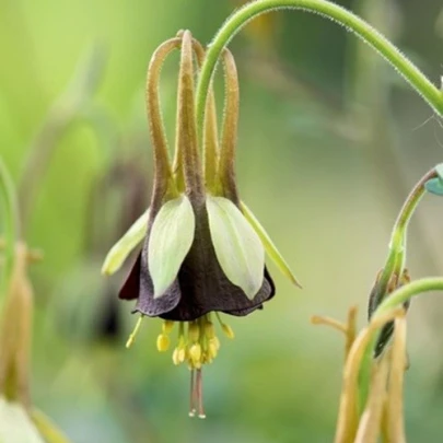 Orlíček Chocolat Soldier - Aquilegia - prostokorenené sadenice - 1 ks