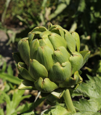 BIO Artičoka Imperial - Cynara cardunculus - bio semená - 10 ks