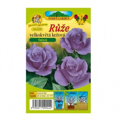 Ruža veľkokvetá kríčková fialová - Rosa - voľnokorenné sadenice ruže - 1 ks