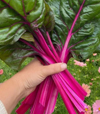 Mangold Magenta Sunset - Beta vulgaris - semená - 30 ks