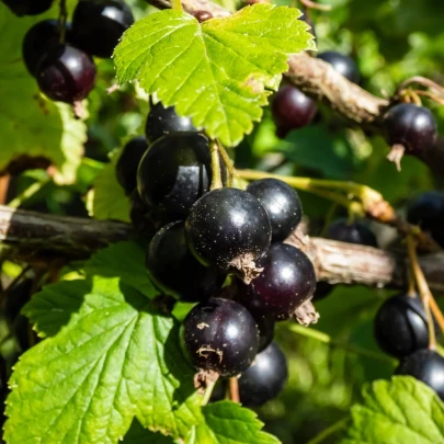 Ríbezle čierne - Ribes sylvestre - jednoducho korenené sadenice - 1 ks