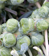 BIO Kel ružičkový Igor F1 - Brassica oleracea - bio semená - 20 ks