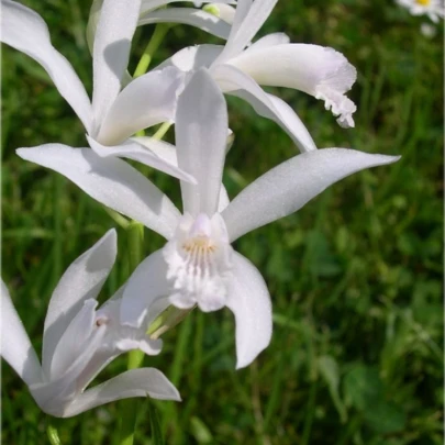 Orchidea vzpriamená biela - Bletilla striata albumu - cibuľoviny - 1 ks