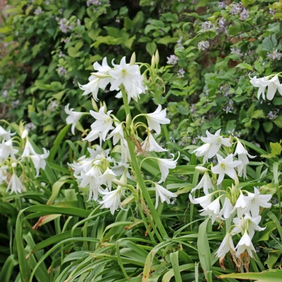 Krinum Powellii biely - Crinum Powellii album - cibuľoviny - 1 ks