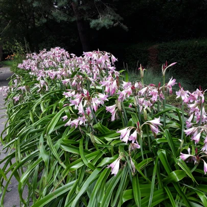 Krinum Powellii ružový - Crinum Powellii rosea - cibuľoviny - 1 ks