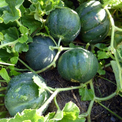 Melón cukrový Petit Gris de Rennes - Cucumis melo - semená - 10 ks