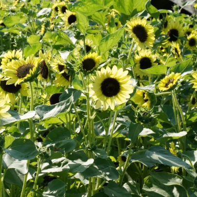 BIO Slnečnica Primrose - Helianthus annuus - bio semená - 10 ks