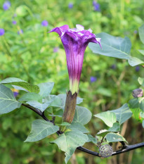 Durman metelový Double Purple - Datura metel - semená - 5 ks