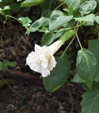 Durman metelový biely - Datura metel albumu - semená - 5 ks