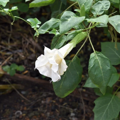 Durman metelový biely - Datura metel albumu - semená - 5 ks