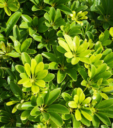 Šeflera stromovitá - Schefflera arboricola - semená - 6 ks