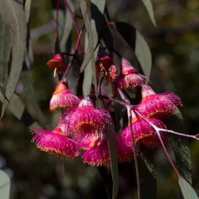 Eukalyptus caesia Magna - Blahovičník - Eucalyptus caesia - semená - 10 ks