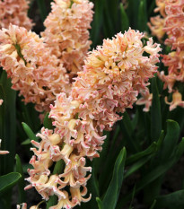 Hyacint Odyseus – Hyacinthus – cibuľka hyacintu