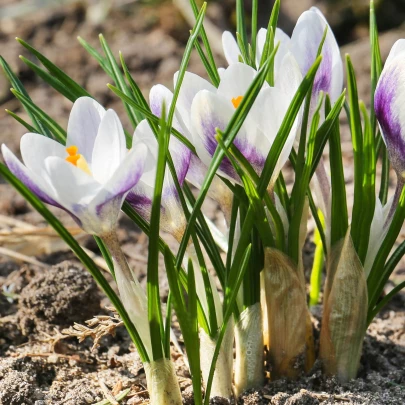 Krókus Blue Bird - Crocus chryzanthus - cibuľoviny - 3 ks