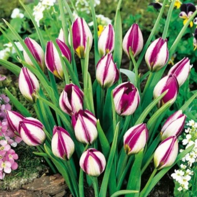 Tulipán Persian Pearl - Tulipa humilis - cibuľoviny - 3 ks