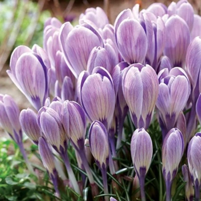 Krókus Striped Bird - Crocus tommasinianus - cibuľoviny - 3 ks