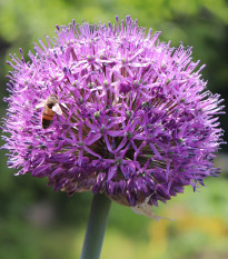 Cesnak Summer Drummer - Allium - cibuľoviny - 3ks