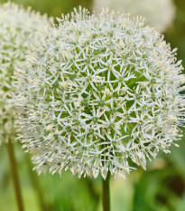 Cesnak White Giant - Allium - cibuľoviny - 1 ks