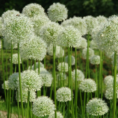 Cesnak White Giant - Allium - cibuľoviny - 1 ks