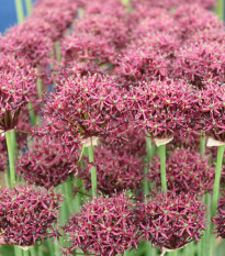 Cesnak Atropurpureum - Allium - cibuľoviny - 3 ks