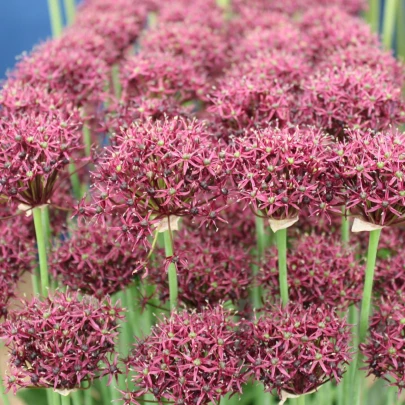 Cesnak Atropurpureum - Allium - cibuľoviny - 3 ks