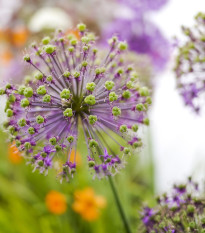 Cesnak Akbulak - Allium - cibuľoviny - 3 ks